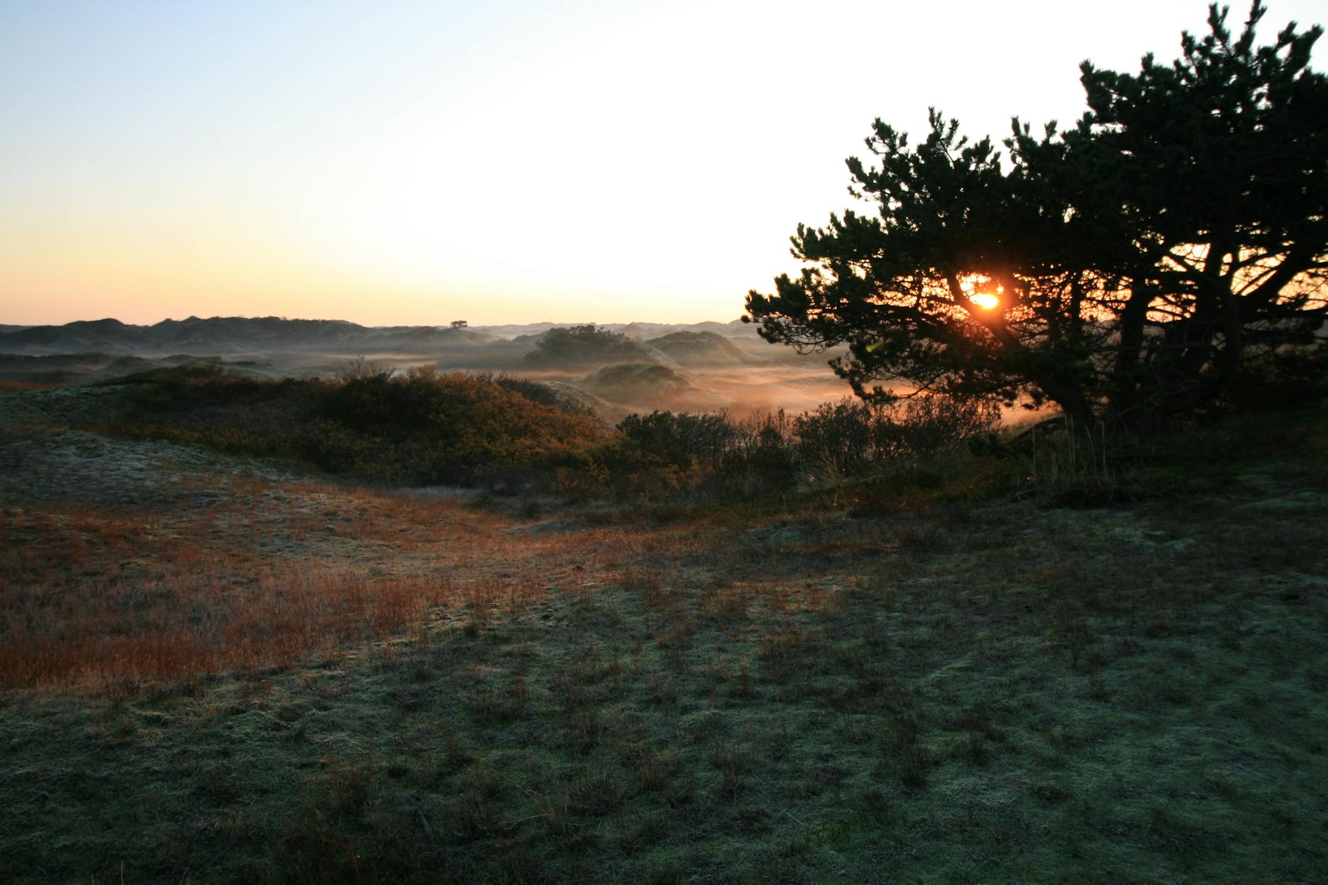 A serene landscape of grassland and trees with misty sunrise, creating a tranquil and calm atmosphere.