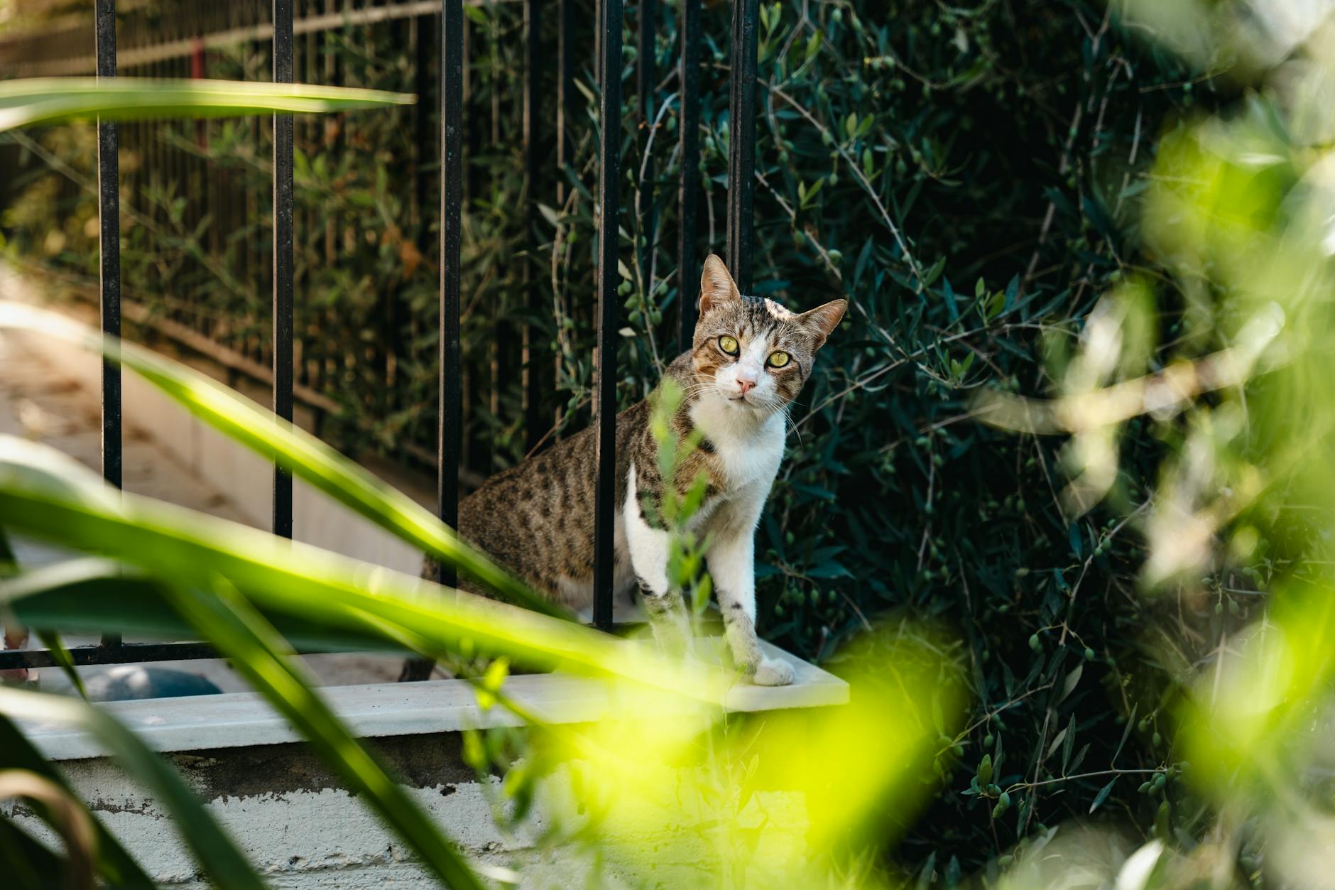A curious cat sits on a balcony surrounded by lush greenery in Heraklion, Greece.